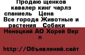 Продаю щенков кавалер кинг чарлз спаниель › Цена ­ 40 000 - Все города Животные и растения » Собаки   . Ненецкий АО,Хорей-Вер п.
